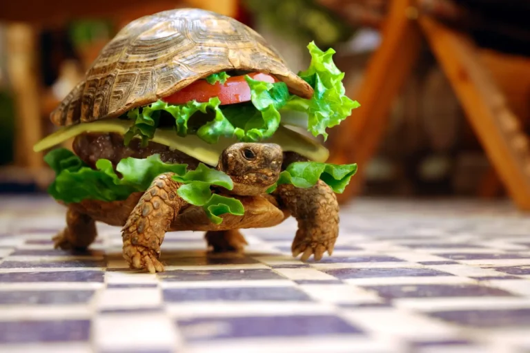 funny meme wallpaper 4k